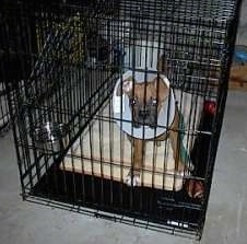 Shaggy the Boxer Puppy in a Crate with a Cone on his head
