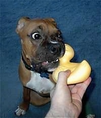 Close Up - Shaggy the Puppy biting a rubber duck that a person is holding up to his face