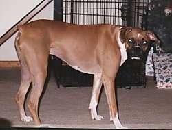 Oliver the Boxer standing in front of a dog crate and looking at the owner