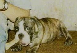 Sabryna the English Bulldog Puppy sitting next to its Owner and chewing a dog bone