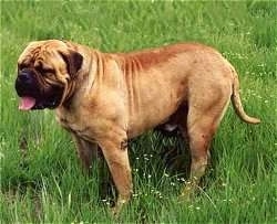 Bugger Red the Bullmastiff standing outside in grass and looking to the left with its mouth open and tongue out