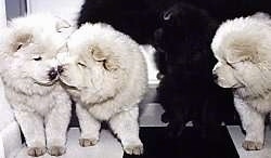 Two white Chow Chow puppies are face to face. A black Chow Chow puppy is looking behind it. A third white Chow Chow is looking over at the other two white Chow Chow puppies. They are all standing on a black and white checkered pattern floor