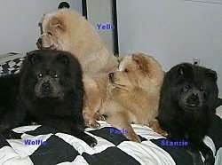 Two black Chow Chow puppies are laying down. Two tan Chow Chow puppies are looking to the right. They all are on a black and white checkered pattern bed set.