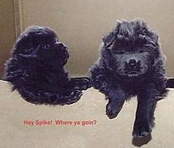 Two black Chow Chow puppies are hanging over the edge of a cardboard box