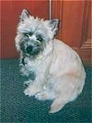 Madison the Cairn Terrier is sitting against a dresser and looking at the camera holder