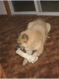 There is a dog laying on a brown carpeted floor and chewing on a rawhide bone. There is a sliding door behind it