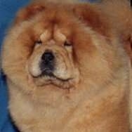 Close Up - Clara the fluffy, small eyed Chow Chow is standing in front of a blue background