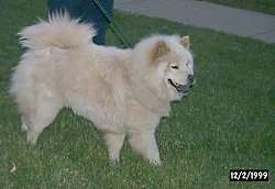 Coca the white Chow Chow is standing in a lawn with its mouth open. There is a person standing behind it and a sidewalk in the distance.