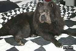 Wolfie the black Chow Chow is laying on a black and white checkered pattern bed set.