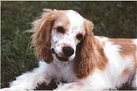 The left side of a tan with white American Cocker Spaniel that is laying outside in grass