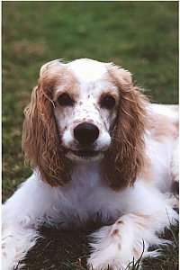 Close up - A tan and white American Cocker Spaniel is laying down outside. The wind is blowing its fur