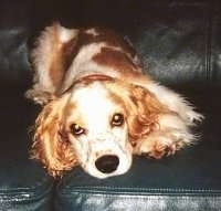 A laying tan with white American Cocker Spaniel is looking forward. It is on top of a leather couch.