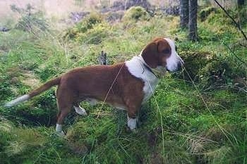 A brown and white Drever standing outside in the woods with trees behind him