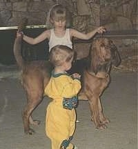 A Girl is posing a bloodhound in front of a little boy