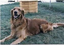 A Golden Retriever is laying in grass looking up. There is  a fake wooden well behind it.