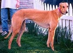 A tan Greyhound is standing in grass with a white picket fence in front of it and a person behind it