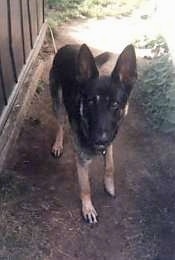 A black and tan German Shepherd is standing on a dirt path next to a building