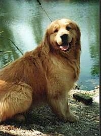 A happy looking Golden Retriever is sitting in front of a body of water. Its mouth is open and tongue is out