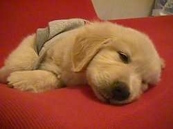 A Golden Retriever puppy is wearing a gray shirt sleeping on a red blanket