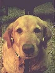 Close Up head shot - A Golden Retriever is sitting on a tan carpet in front of a coffee table