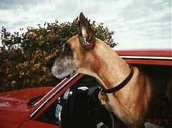 An old graying tan and black Great Dane is hanging out of the window of a red vehicle.