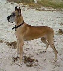 An old graying tan with black Great Dane is standing in sand