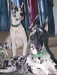 Two harlequin Great Danes are sitting in front of each other. One is sitting on a couch and the other one is sitting in front of it on the floor.