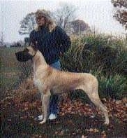 A tan with black Great Dane is being posed outside by a person who is behind it.