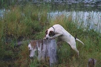 A Halden Hound is climbing on to a tree stump that is surrounded by tall grass wih a body of water behind it