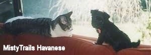 A cat is laying on the back of a couch in front of a black Havanese puppy. The Havanese puppy is looking to the left and its head is tilted to the right. The cat is larger than the dog.