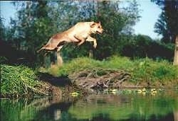 Calamity Jane the Labrador Retriever is jumping off of a bank into a body of water