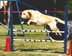 I Feel Lucky the Labrador Retriever is jumping over agility bars in a field