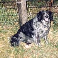 An over-weight black with grey and white ticked mixed dog breed sitting in grass and looking to the right in front of a wire fence. The dogs mouth is open with its tongue showing and it looks happy.