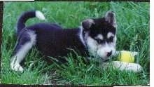 Side view - A wolf-looking black with white and grey Malamute/Labrador puppy mix is laying in grass and it has a tennis ball in its mouth.