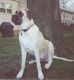 A tan with black English Mastiff is sitting outside under a big tree in front of a tan house looking to the left.