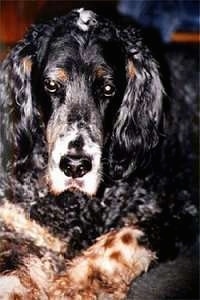 Close Up - Sammy the English Setter