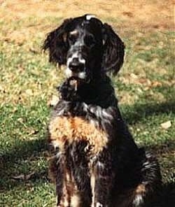 Sammy the English Setter is sitting outside