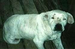 White dog laying on the ground