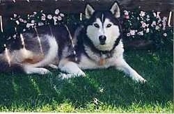 Kode the husky dog laying in a yard with a flower bed and wooden fence behind it