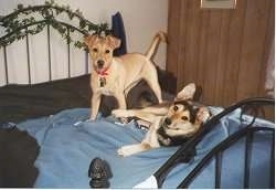 Mongrel = Mixed Breed Dogs – Mutt or Mutts