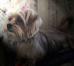 Mongrel = Mixed Breed Dogs – Mutt or Mutts