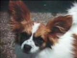 Head shot - A white with red and black Papillon is standing in grass and it is looking forward. Its head is tilted to the right.