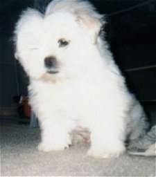 A fluffy, white Peke-A-Poo puppy is sitting on a tan carpet and it is looking down. Its left eye is covered by its hair.