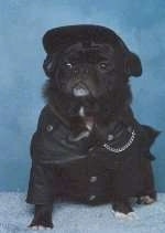 A black Pug dog is wearing a Harley Davidson outfit sitting on a blue rug in front of a blue backdrop looking forward.