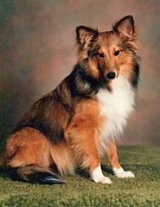 Shyla the Sheltie sitting on fake grass in front of a backdrop