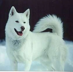 Normey, a pure white Siberian Husky at 5 years old.