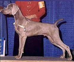 The left side of a Weimaraner dog that is in a show dog stance on top of a table and there is a person in a red jacket standing behind it.