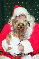 A brown with black Yorkshire Terrier is sitting in the arms of a Santa Claus that is hugging it.