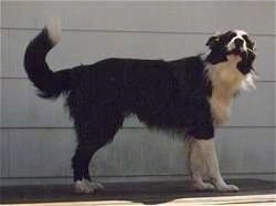 Bucky the Border Collie standing in front of an outside wall and looking towards the camera holder