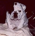 Close Up - Black and White - Mugzy the Bulldog as a puppy sittin on a blanket